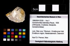 Foto (Objekt + Etikett) von Goniodromites bidentatus (Reuss, 1858)  (NHMW-GEO-1990-0041-2539)